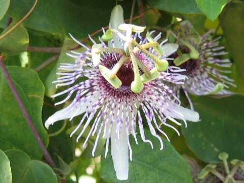 Passiflora miersii