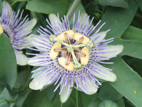 Passiflora mooreana