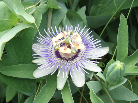 Passiflora mooreana