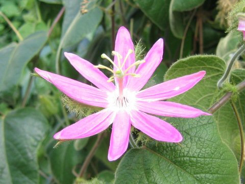 Passiflora palmeri