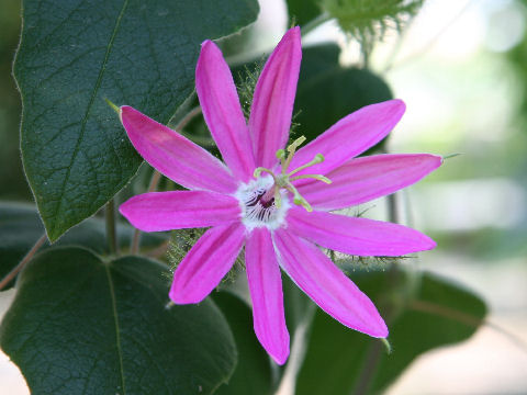 Passiflora palmeri