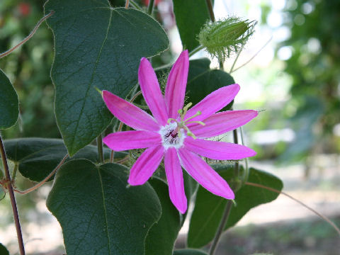 Passiflora palmeri