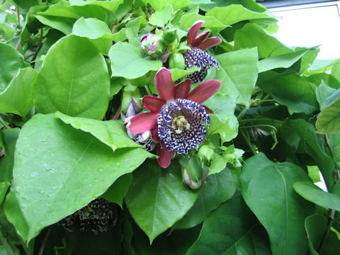 Passiflora phoenicea