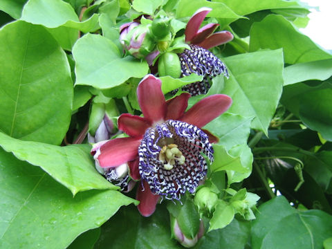 Passiflora phoenicia