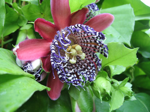 Passiflora phoenicea