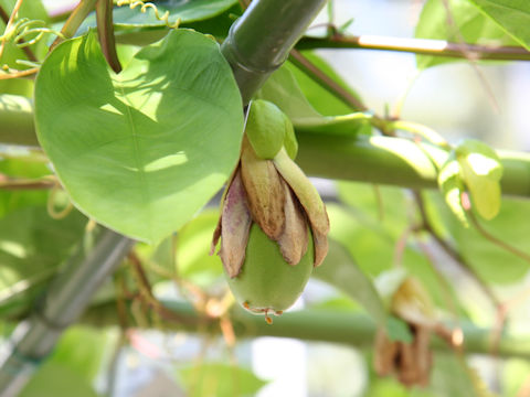 Passiflora phoenicea