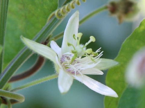 Passiflora rubra