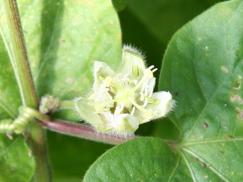 Passiflora rubra