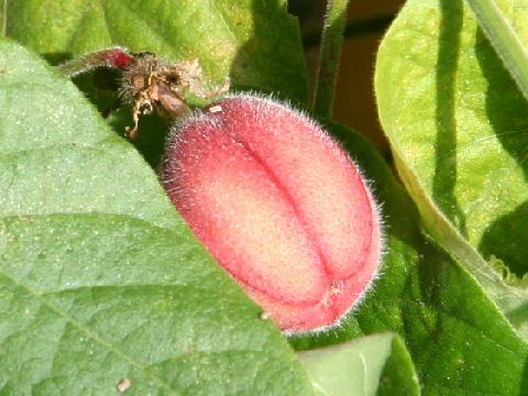 Passiflora rubra