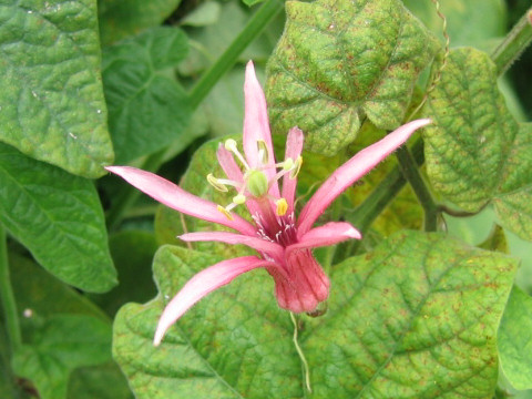 Passiflora sanguinolenta