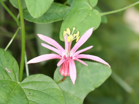 Passiflora sanguinolenta