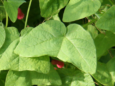 Passiflora sanguinolenta