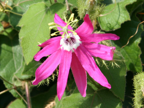 Passiflora palmeri var. sublanceolata