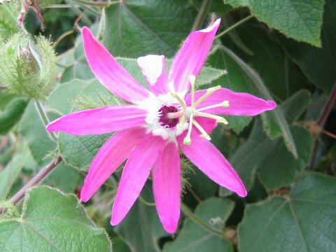 Passiflora palmeri var. sublanceolata