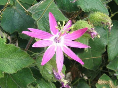 Passiflora palmeri var. sublanceolata