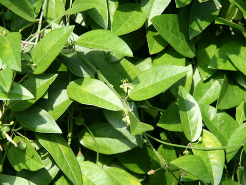 Passiflora tridactylites