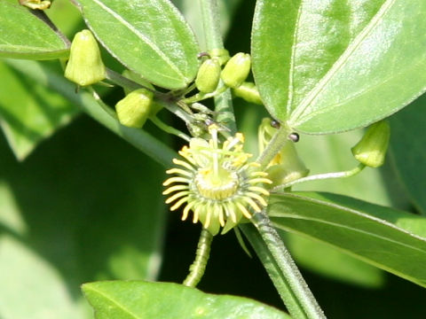 Passiflora tridactylites