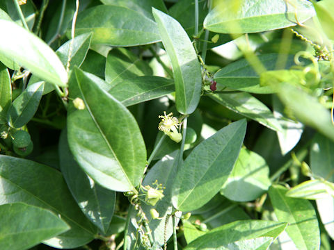 Passiflora tridactylites