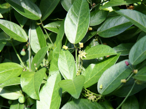 Passiflora tridactylites