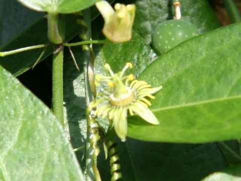 Passiflora tridactylites