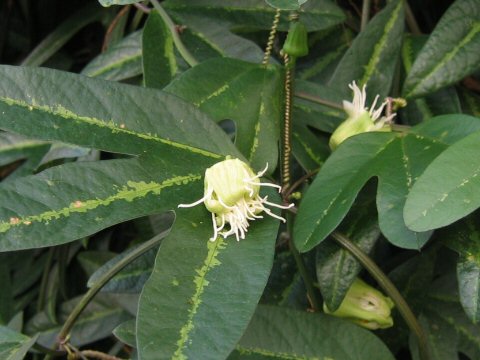 Passiflora tricuspis