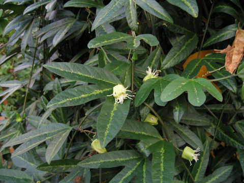 Passiflora tricuspis