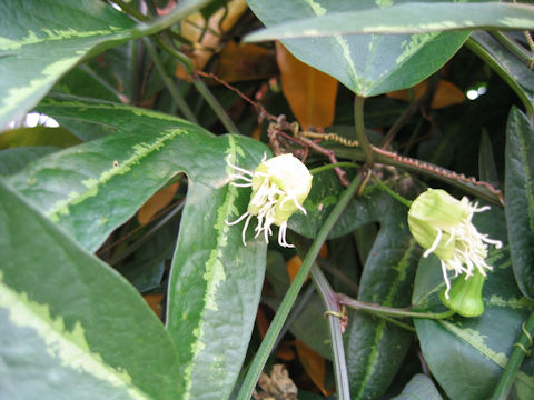 Passiflora tricuspis