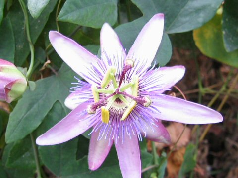 Passiflora violacea