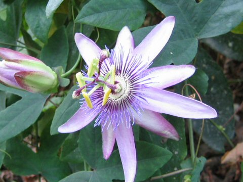 Passiflora violacea