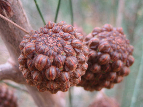 Pinus patula