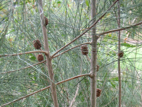 Pinus patula