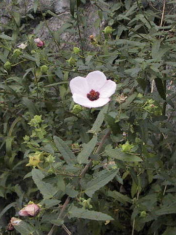 Pavonia hastata