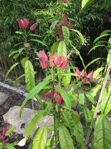 Pavonia multiflora