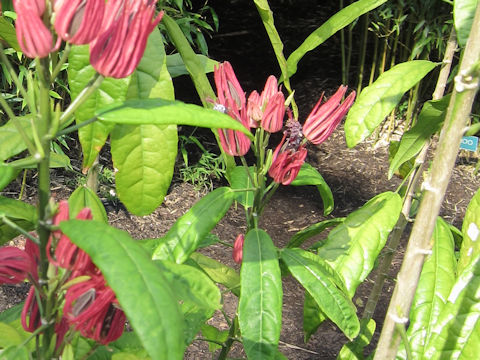 Pavonia multiflora