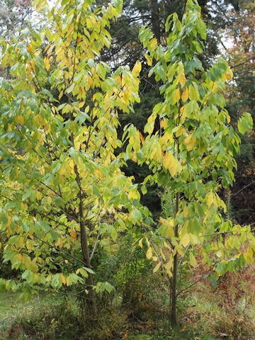 Asimina triloba