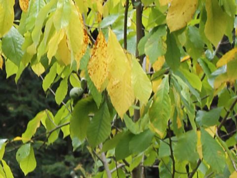 Asimina triloba