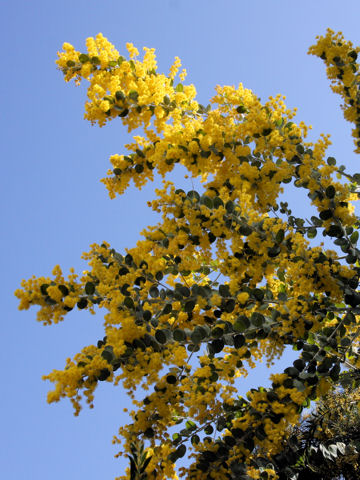 Acacia podalyriifolia