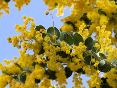 Acacia podalyriifolia