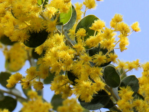 Acacia podalyriifolia