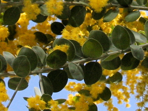 Acacia podalyriifolia