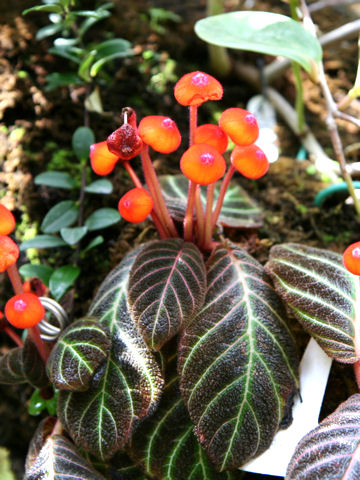 Pearcea hypocyrtiflora