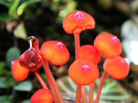 Pearcea hypocyrtiflora