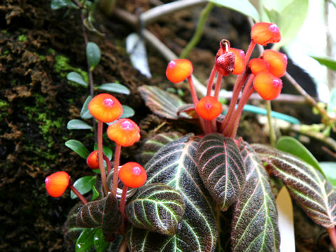 Pearcea hypocyrtiflora