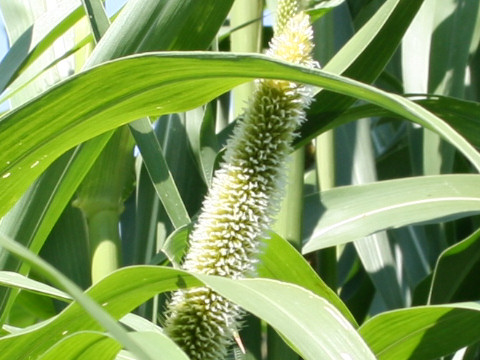 Pennisetum americanum