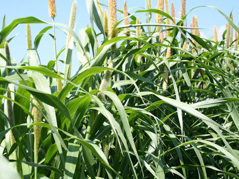 Pennisetum americanum