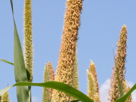 Pennisetum americanum