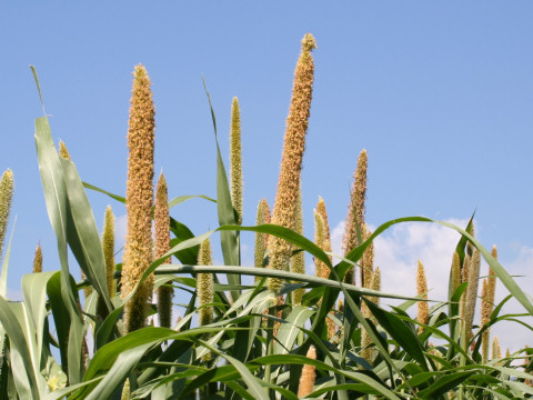 Pennisetum americanum