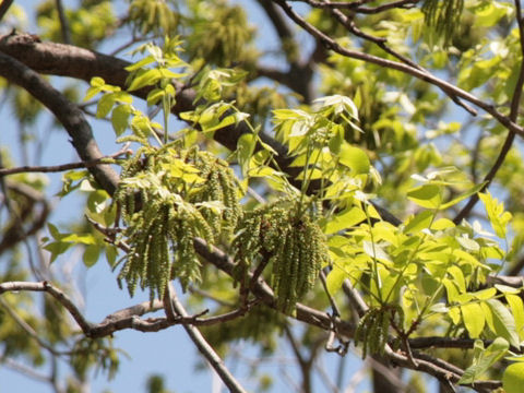 Carya illinoensis