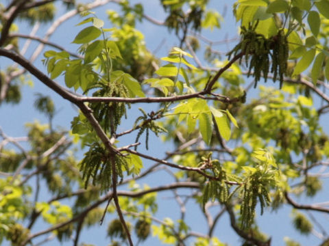 Carya illinoensis