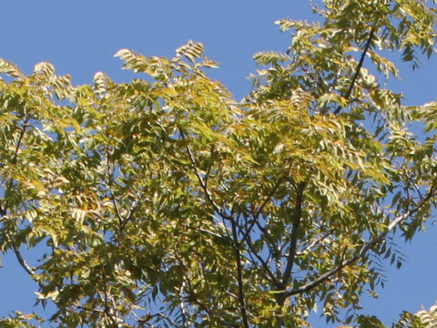 Carya illinoensis